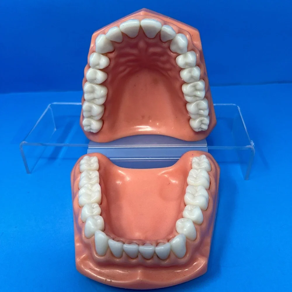 Vtg 1970's Orthodontist Dental Teaching Articulated Jaw Mouth Model Teeth Demo